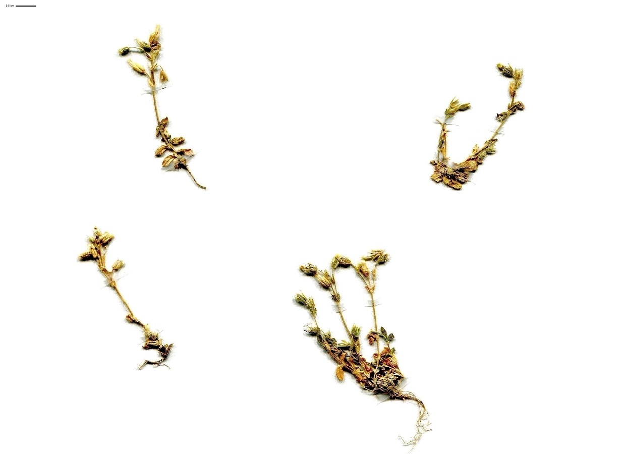 Cerastium glutinosum (Caryophyllaceae)